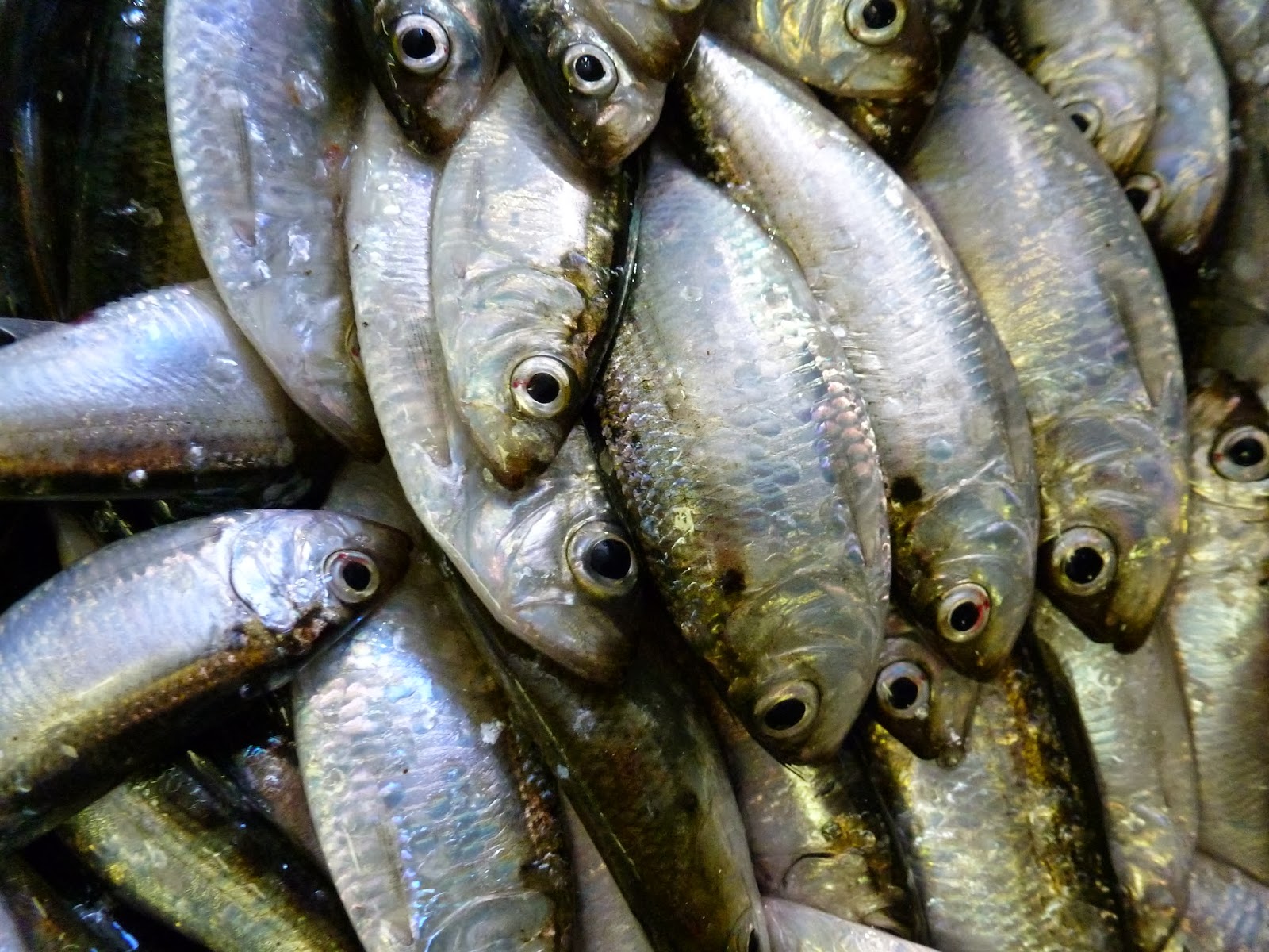 The 1,000Mile Great Lakes Adventures Annual Lake Michigan Bottom Survey