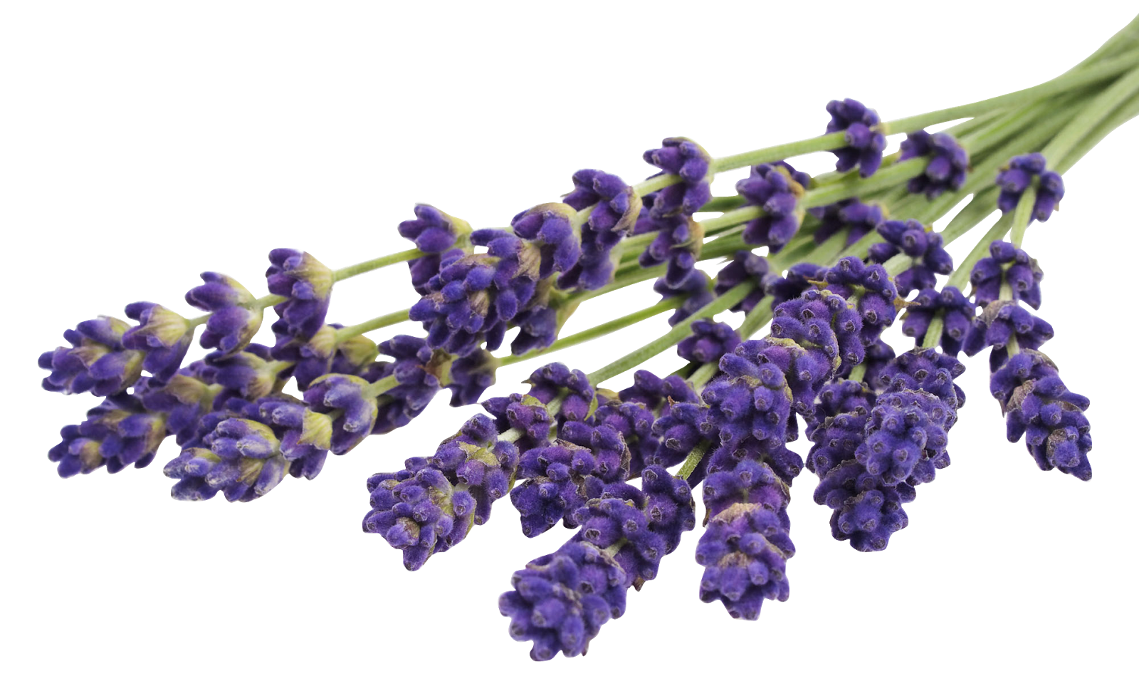 Free Download Hd Png Lavender Clipart Flower Png Imag vrogue.co