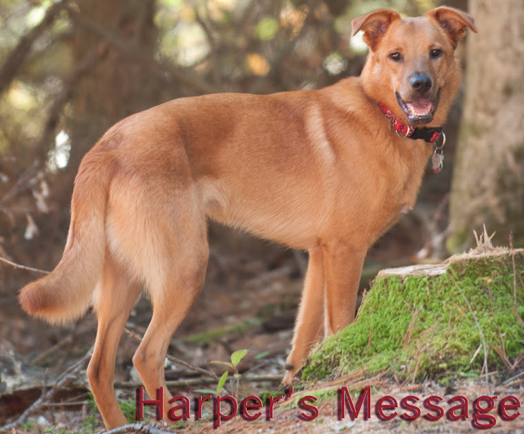 Harper's Message