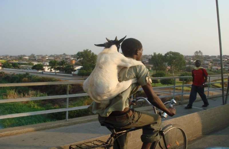 Goat Rider