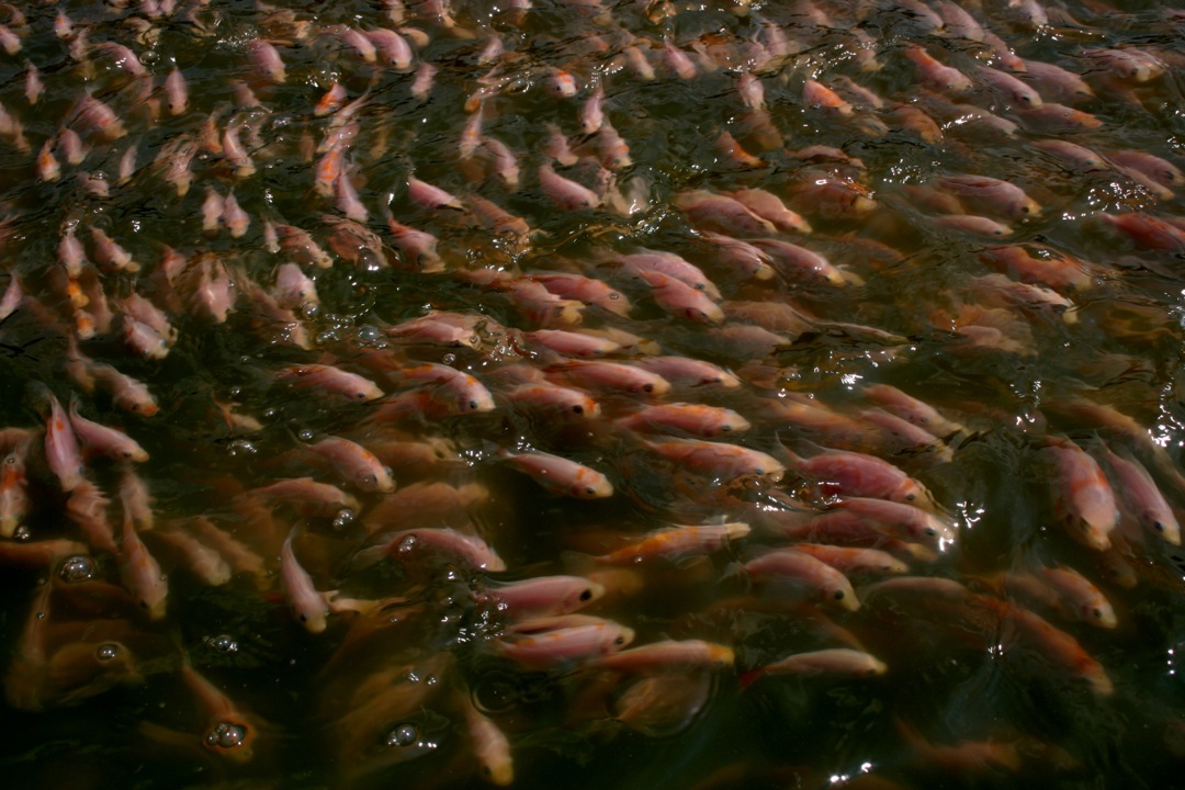 Redfin Enterprise Our Tilapia Farm