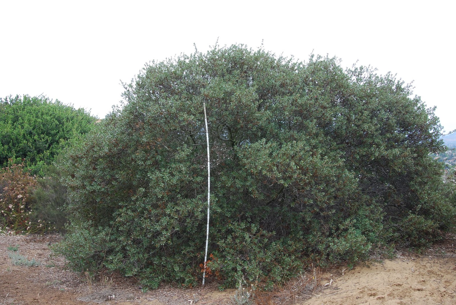 A California Native Plant Garden in San Diego County Chaparral and