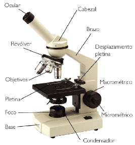 LDC - Manuel Sátiro: Roteiro de Aula Prática de Biologia 1ºano &quot;Introdução à microscopia&quot;