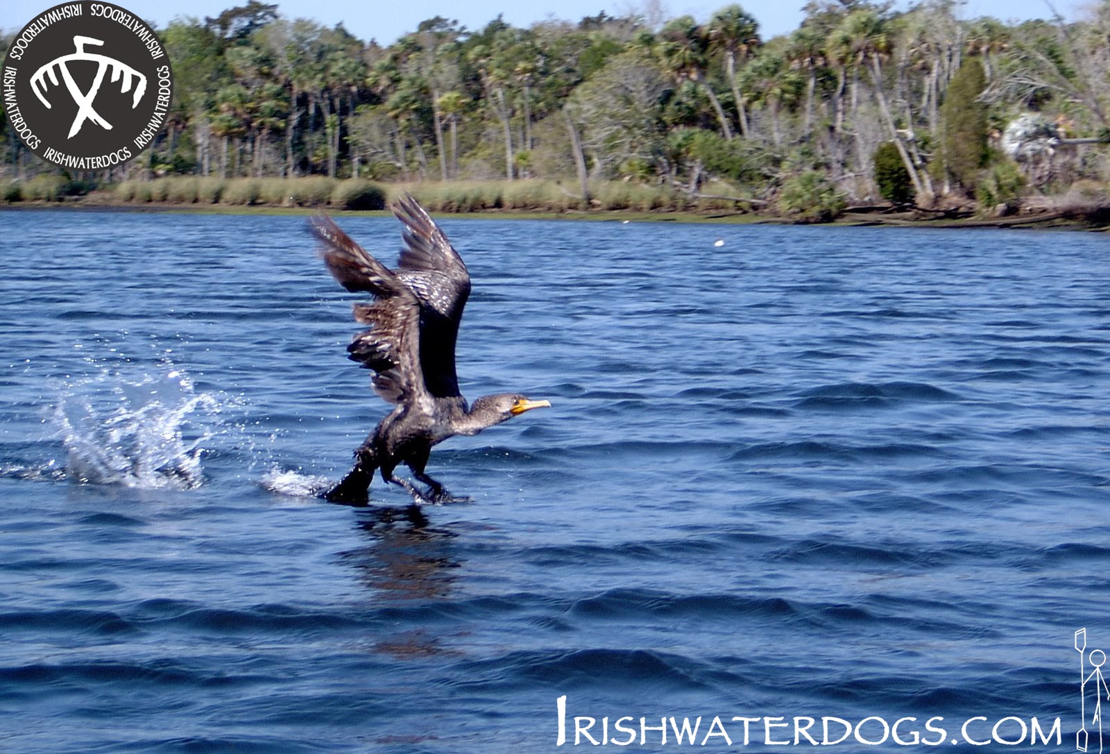 Kayaking Florida. Chassahowitzka River Homosassa Springs Kayak