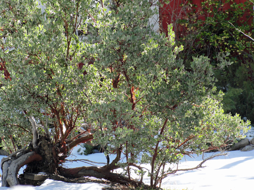 California Native Plant Garden Design california native plant garden saves on time and water California Native Garden Design California Native Plant Garden Design growing california native plants California Native Garden Design