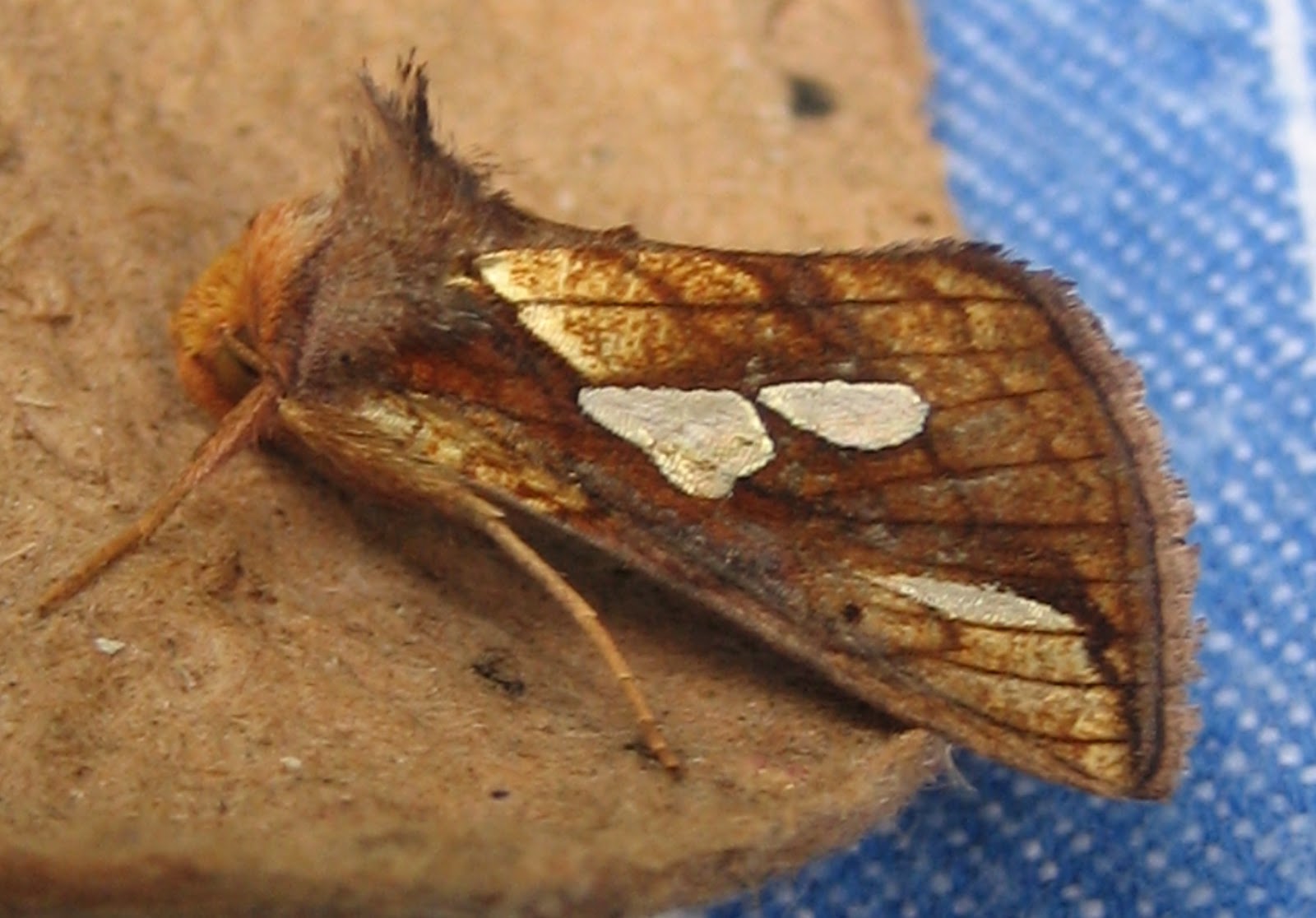 Martin's Moths Golden morning