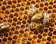 Propolis:  ethanol extract of beehives