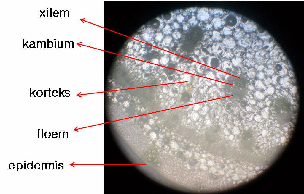 Gambar Jaringan Batang Bayam