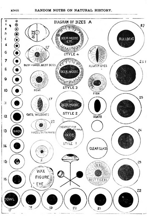 Taxidermy Eye Size Chart