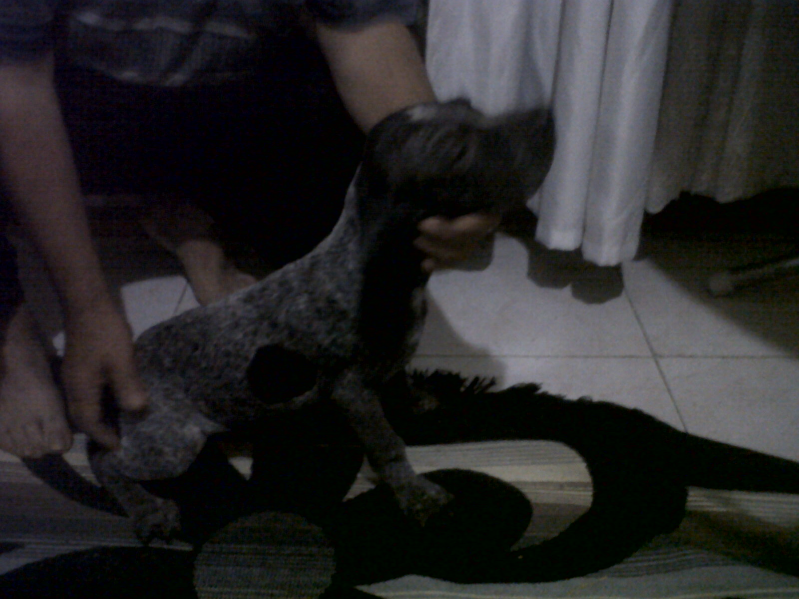 DİŞİ TARSUS ÇATALBURUN AV KÖPEĞİ, Av köpekleri, satılık, ucuz, eğitimi