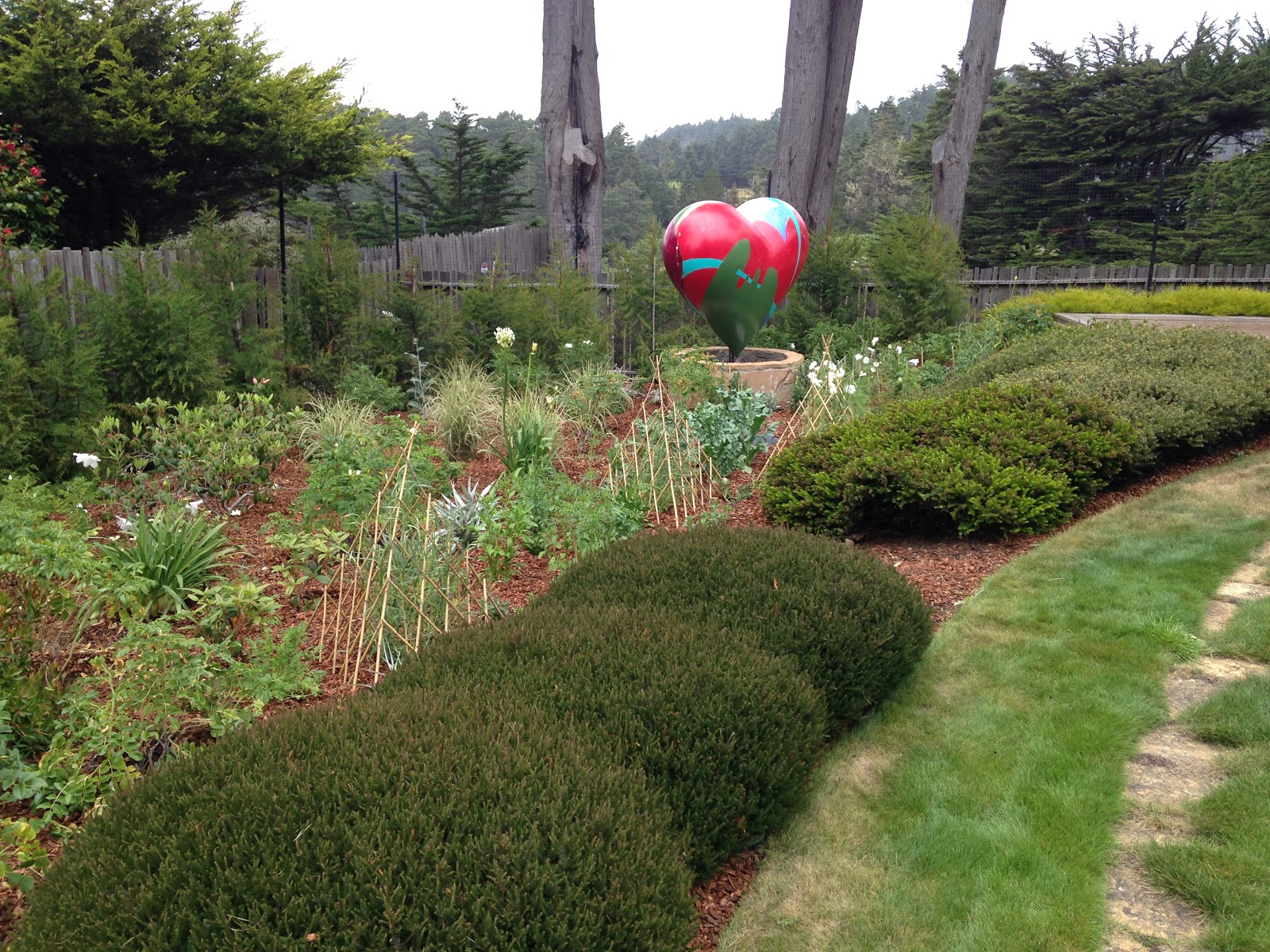 Mug Mike S Urban Garden Hollywood Juniper Hedge