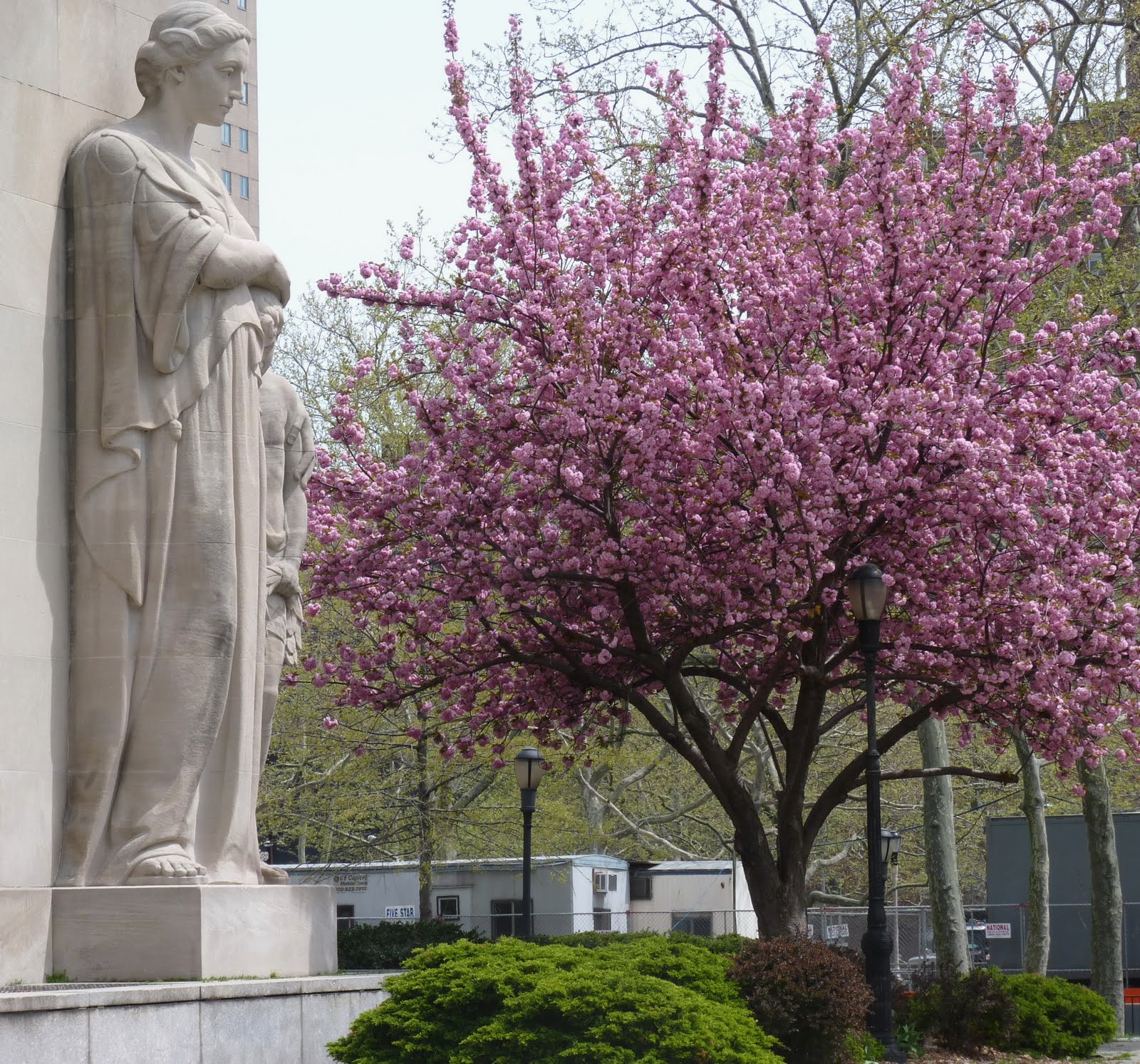mcbrooklyn Cherry Tree, Cadman Plaza Park, Brooklyn