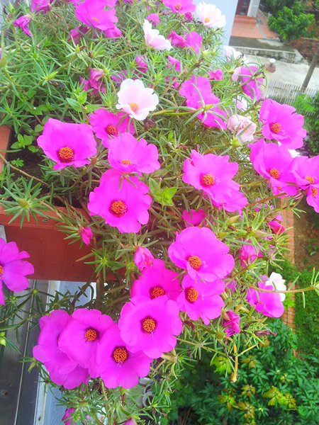 [Image: ngoi-nha-no-hoa-muoi-gio-dep-2.jpg]