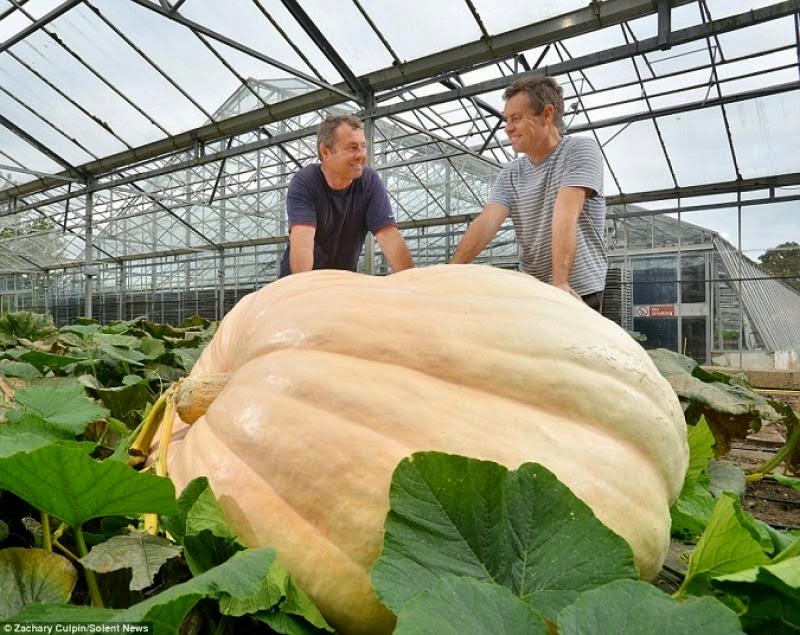 Βρετανία: Καλλιέργησαν κολοκύθα που ζυγίζει 736 κιλά!