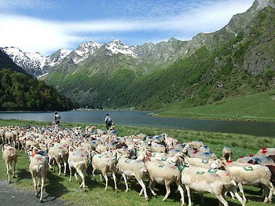 http://vuesurlespyrenees.blogspot.com/2013/05/la-transhumance-2013-estaing.html