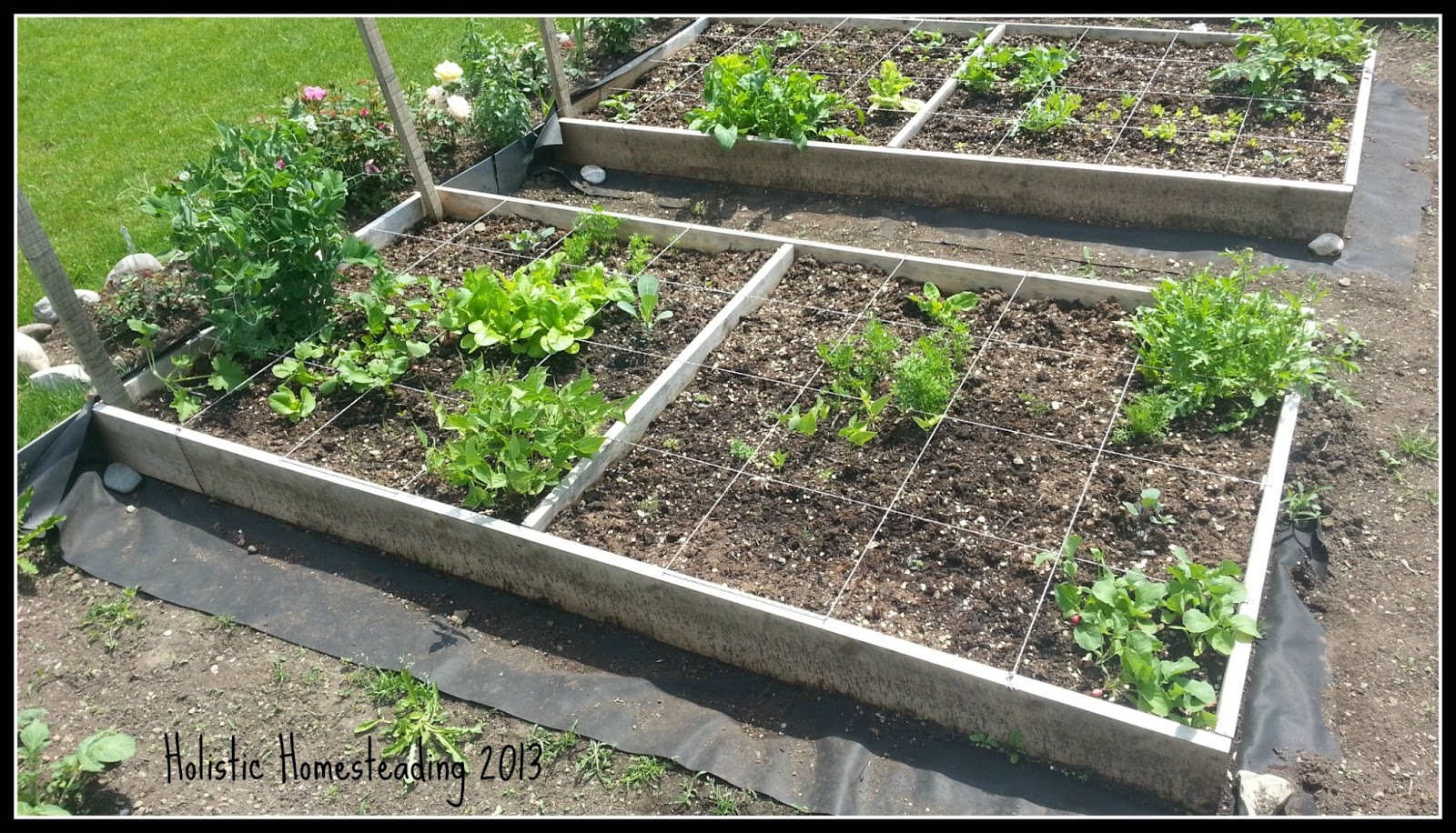 Holistic Homesteading: Garden Views