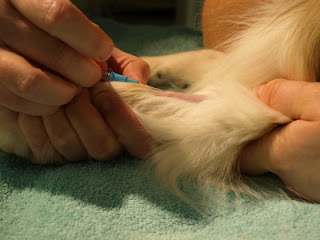 The IV catheter is placed 
in Teardrop's front leg.