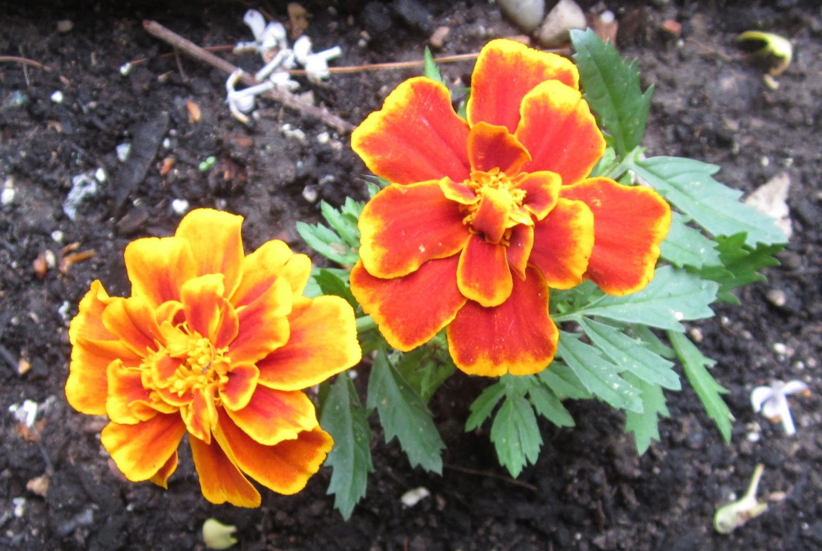 Life Is What Happens Marigolds