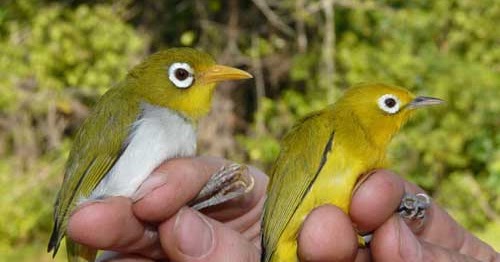 Jenis Burung Pleci Lombok Indonesia Sangat Luar Biasa Manuk