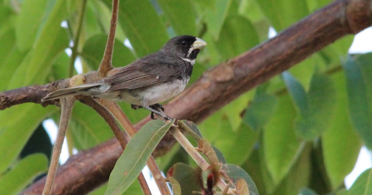 Sporophila caerulescens ( coleirinho ou Papa-capim ou Cole…