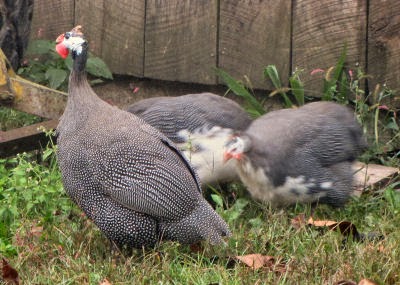 guinea hens