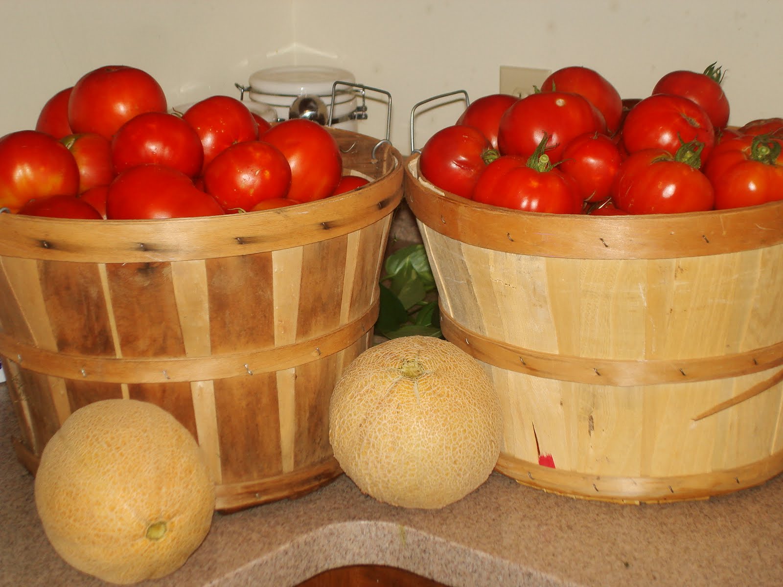 Palmetto Acres Garden August 2011