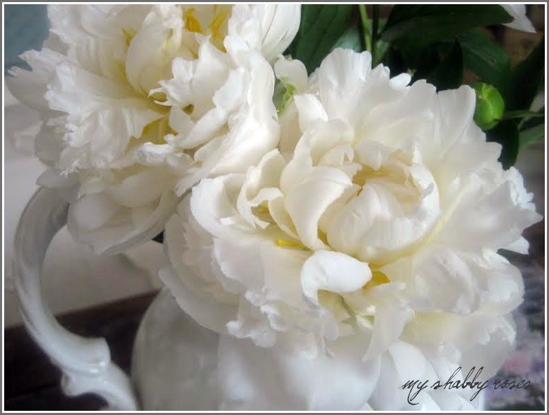 patina the smell of peonies patina the smell of peonies