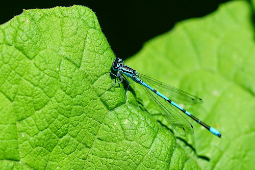 Agrion jouvencelle