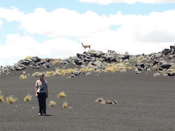 Guanaco na  Payunia