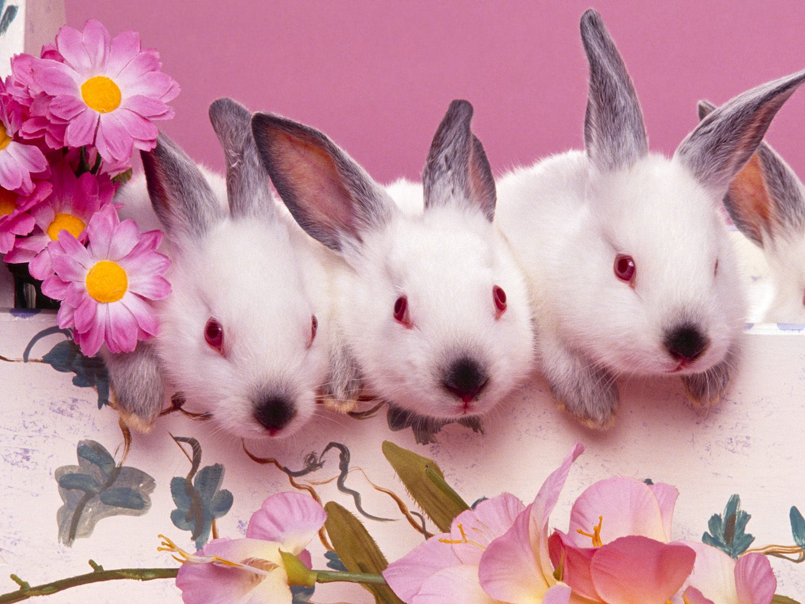 gambar hewan - foto kelinci