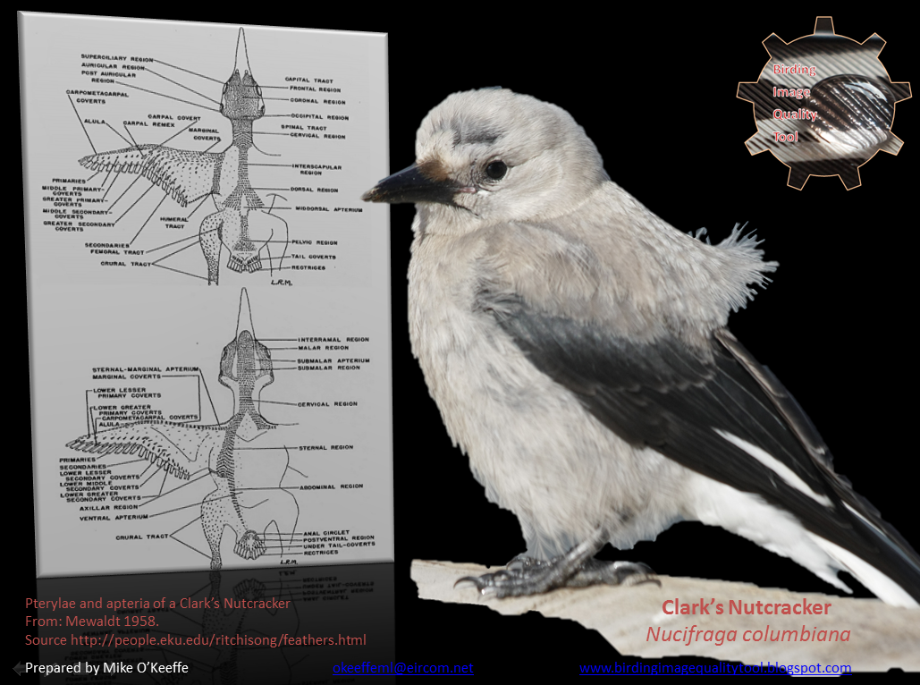 Birding Image Quality Tool Field Marks Lighting and Avian Anatomy