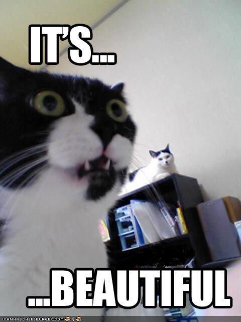 http://2.bp.blogspot.com/-gjhwHZlWaPA/T5H7GB_y8UI/AAAAAAAABak/Z1UJyBFY_sk/s1600/funny-pictures-cat-is-amazed.jpg