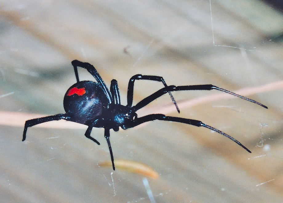 Redback spider The Life of Animals