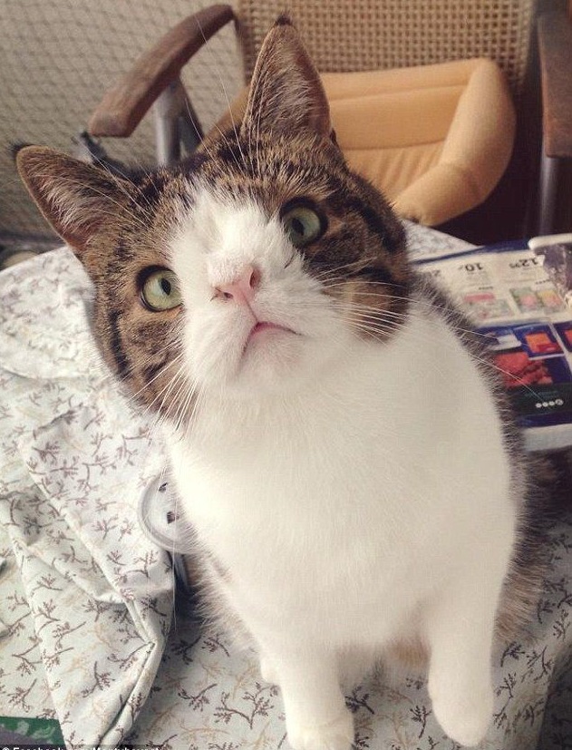 lovely pets 10 Of The Most Famous Cats On The