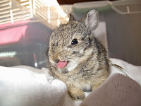 Baby bunny, Mary Cummins, Animal Advocates, wildlife rehabilitation, Los Angeles, Califoria