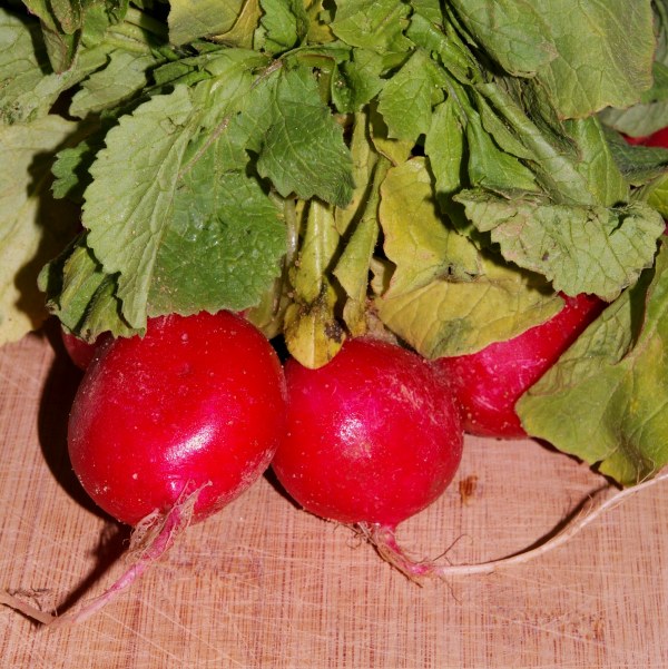 Getting to the Root of It Feeding Root Vegetables to your Chickens