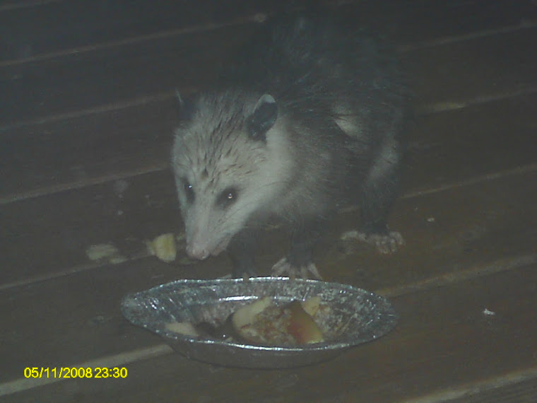 Possum on the porch