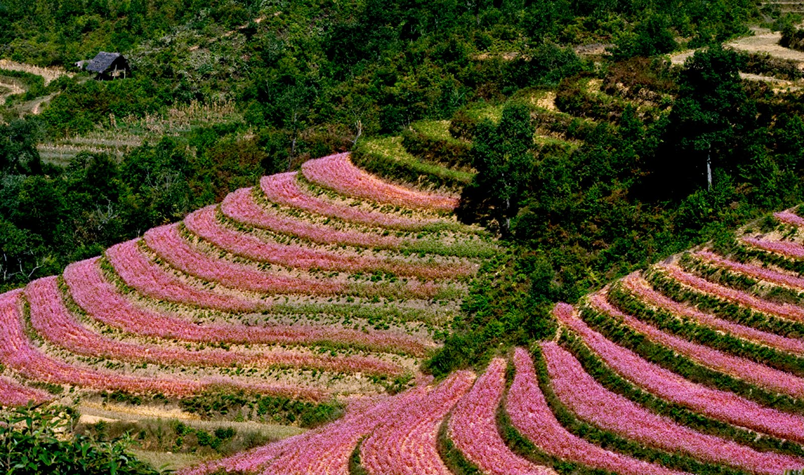Ha Giang filled with October's buckwheat flowers Vietnam Travel Blog