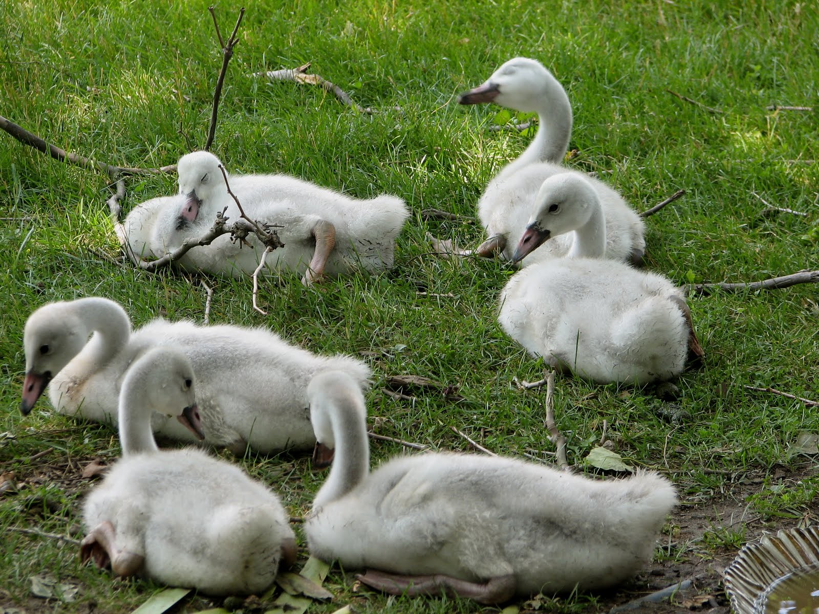 wild birds unlimited trumpeter swans wild birds unlimited trumpeter swans