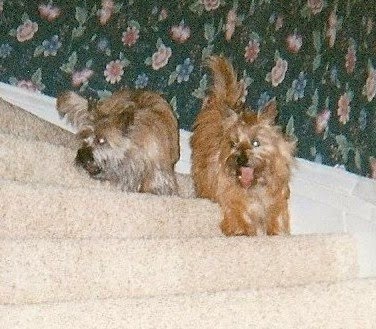 Angus and Fiona play ball on the steps at Aunt Linda's