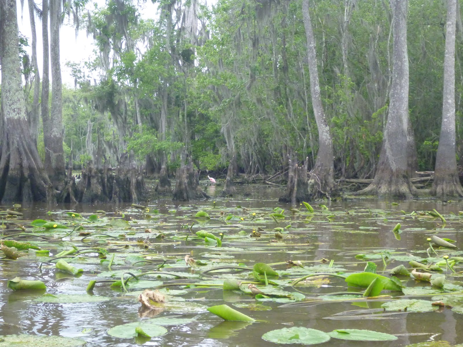 Southeastern Louisiana Paddling Paddling Blind RiverTwo Options