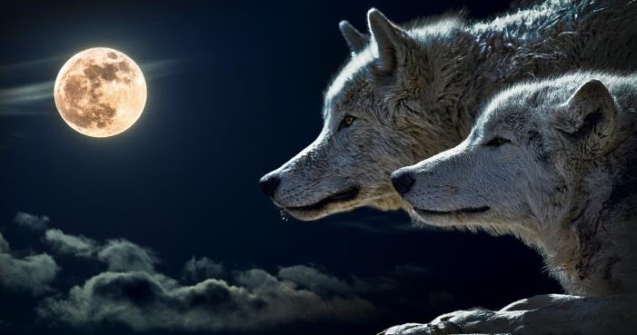 White Wolf : Happy Full Wolf Moon 2016: What You Need to Know About
