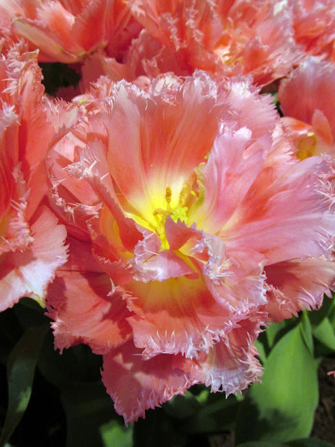 Double pink fringed tulips