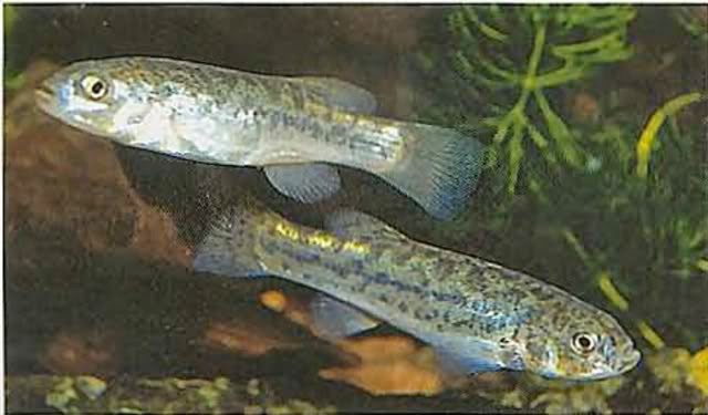 especies chilenas Los Karachis o Corvinillas (Orestias sp.)