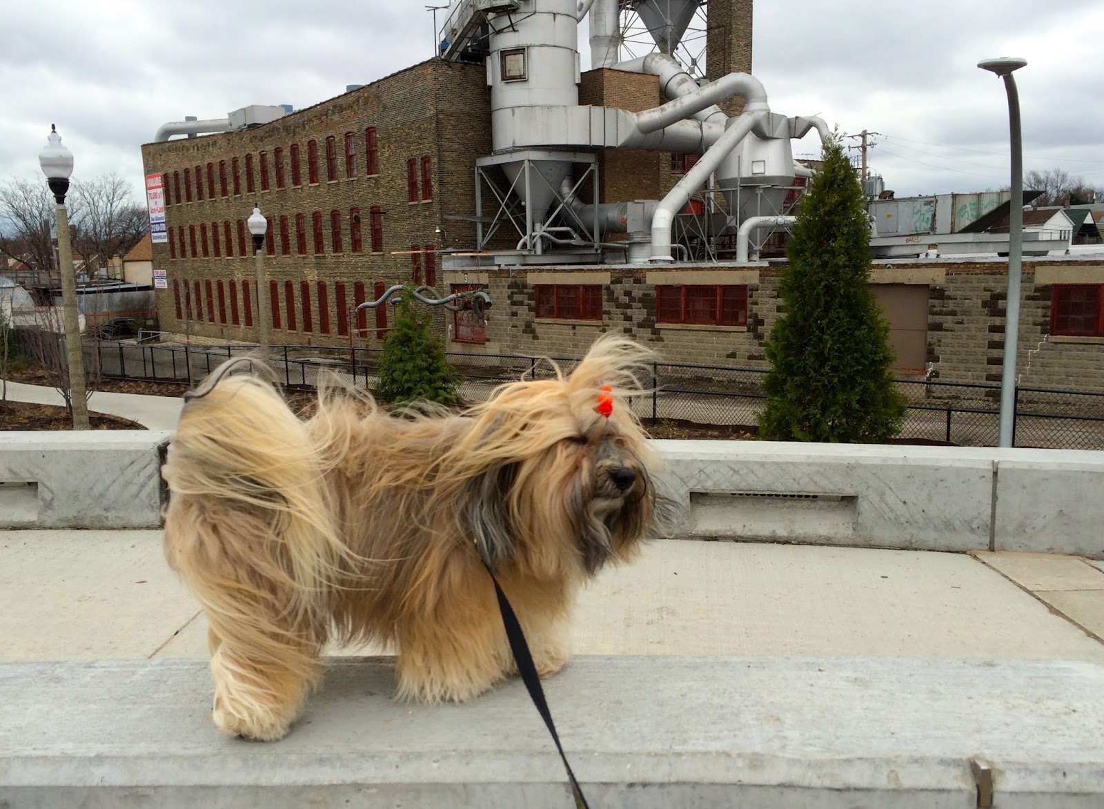 To Dog With Love Walking With Dogs on The 606, Bloomingdale Trail