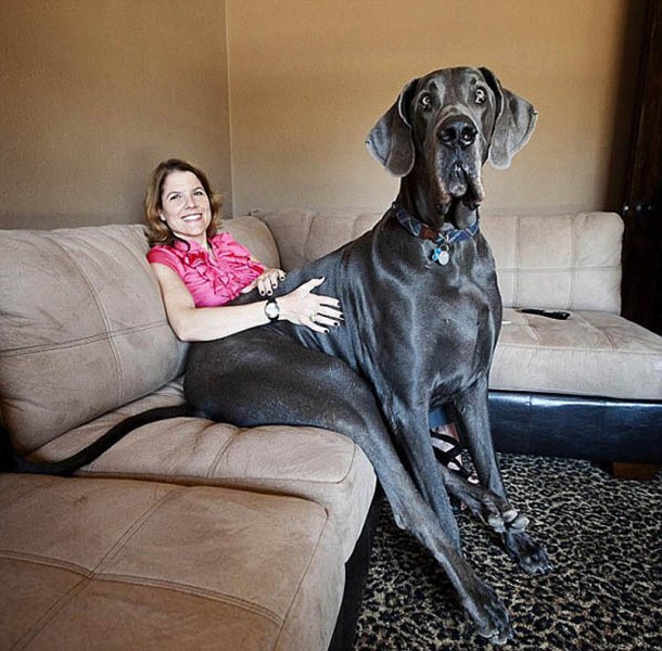 perro perro