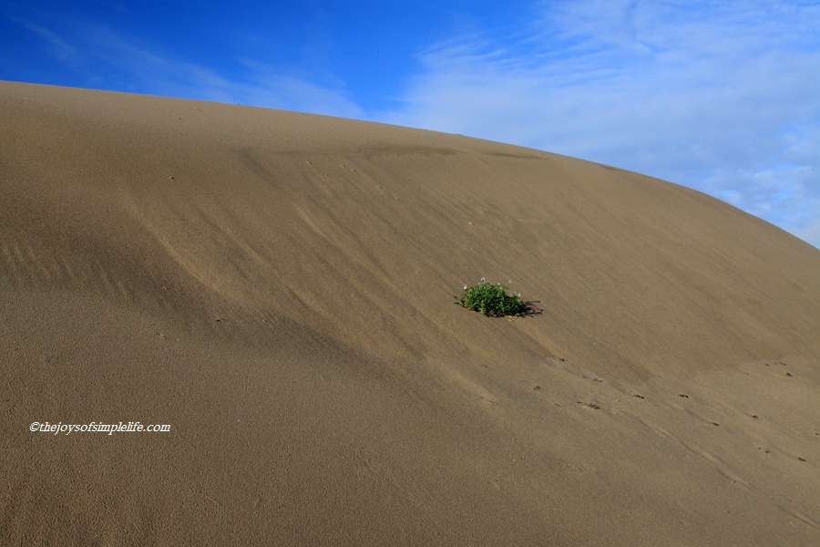 The Joys of Simple Life Oceano Sand Dunes