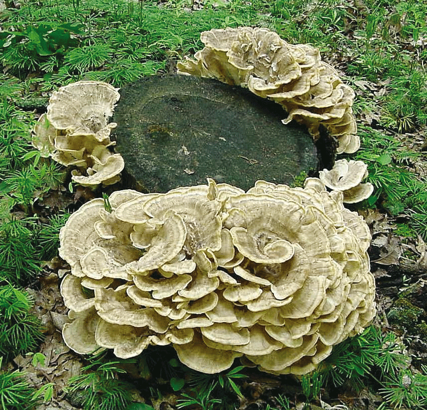mushroom monday american lepiota are you loving publishing today