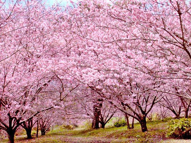 Flor de Cerejeira - Significado | Sakura Origami Ateli