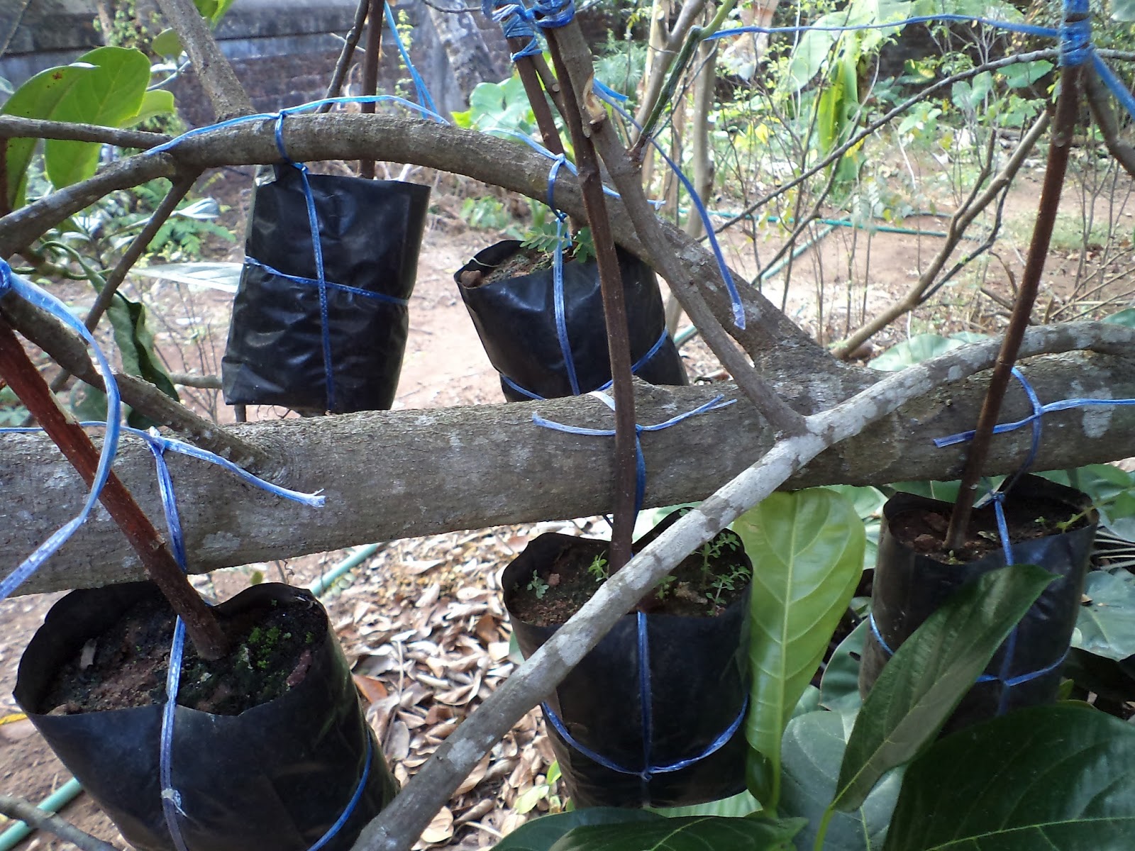 Mouthwatering Food Recipes 222) THE JACKFRUIT TREE